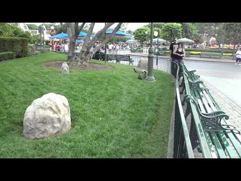 Rinha de Pato - Disneyland