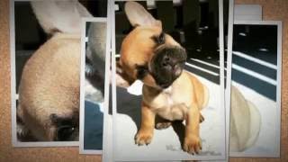 Buy or sell french bulldog puppies online