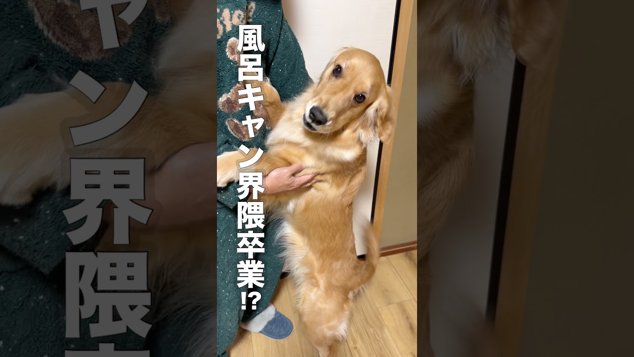 お風呂が苦手なゴールデンレトリバー...【ボーダーコリー】#shorts