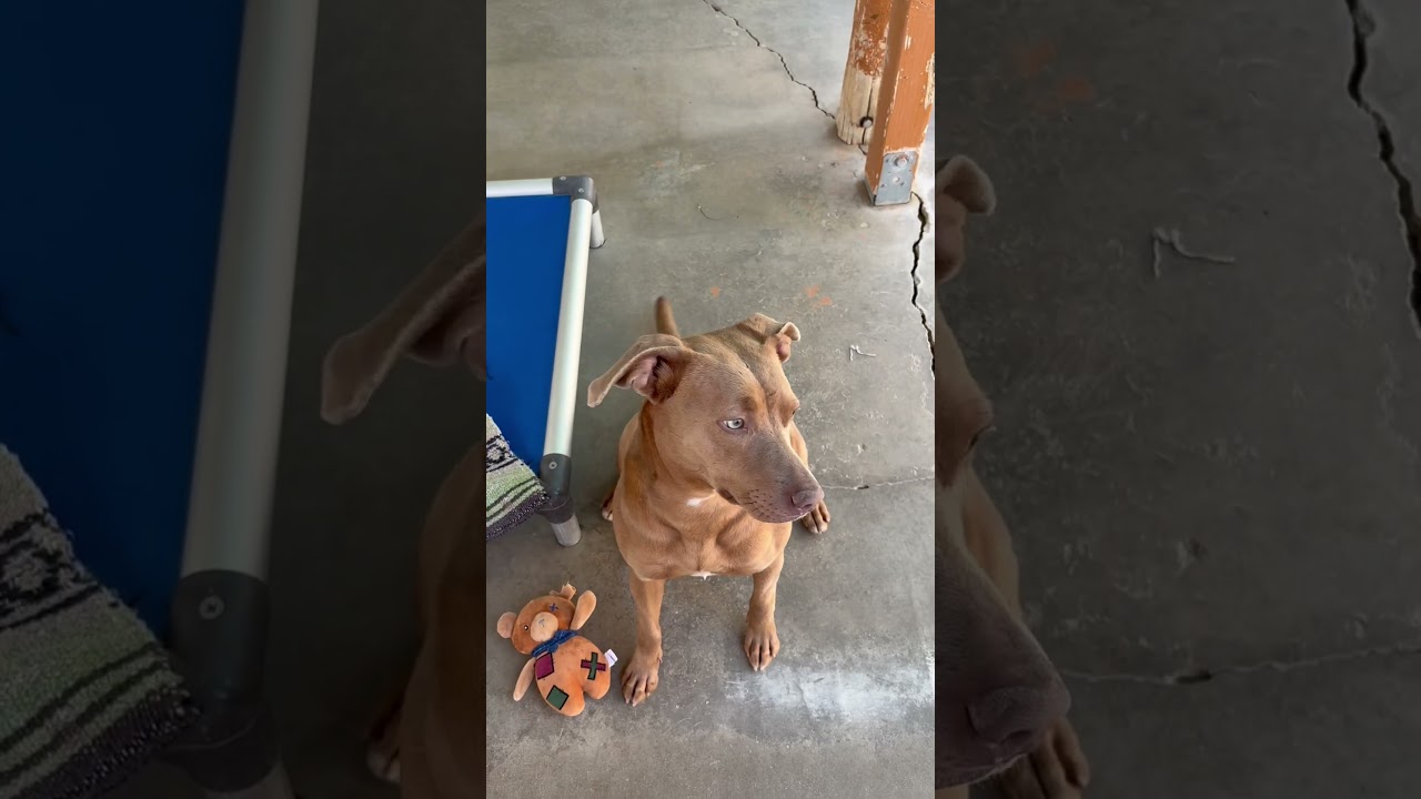 Enlarge GEORGIA, an adopted mixed breed in Joshua Tree, CA video 3/3