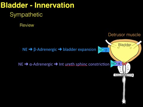 Autonomic innervation of the Bladder
