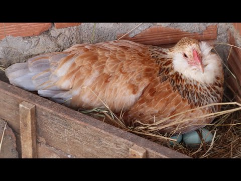 , title : 'Início da postura das galinhas Ameraucanas -  Novidades, ovos galados...'