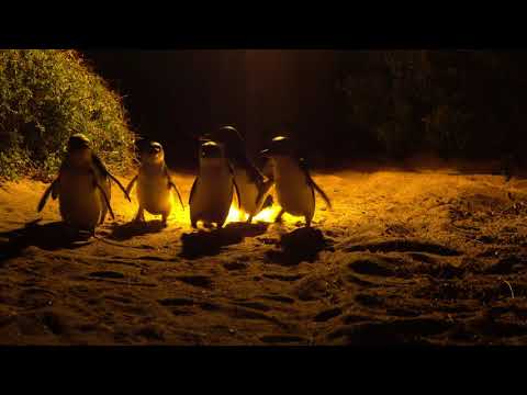 Little Penguins return to their burrows