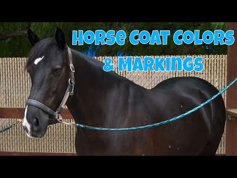 YouTube video about: How to darken a horses coat?