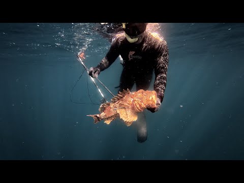 Speerfischen SKORPIONFISCH Neuseeland