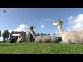 Alpacaveulen geboren tijdens open dag