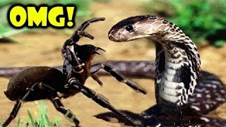 Most amazing wild animal attacks #25 Anaconda atta