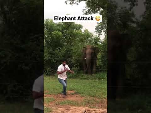 Elephant attack Sri lanka #shorts #subscribe #elephantattack