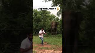 Elephant attack Sri lanka #shorts #subscribe #elephantattack
