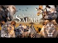 African Safari 4K Amazing Wildlife Of African Savanna Scenic Relaxation Film
