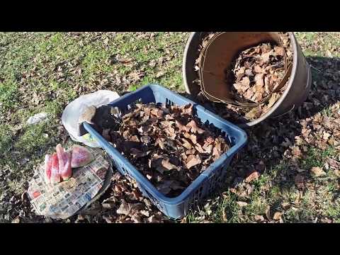 Check outdoor worm bin after 4 weeks & feed VermiBags - vermicomposting