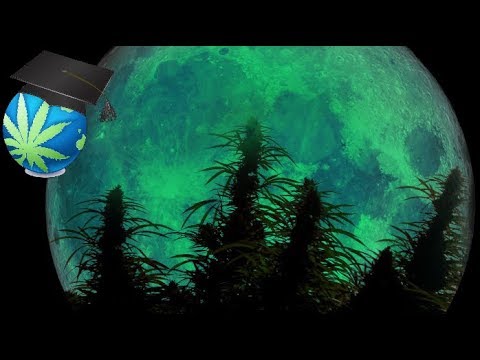 download lagu mp3 mp4 Cannabis Moon, download lagu Cannabis Moon gratis, unduh video klip Cannabis Moon