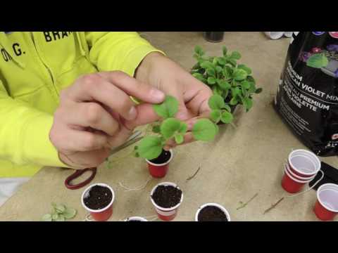 , title : 'Propagating Plants with Runners or Stolons - Alsobia Dianthiflora'