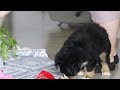 Bernese Mountain Dog dogs for sale: Koda - Video 1