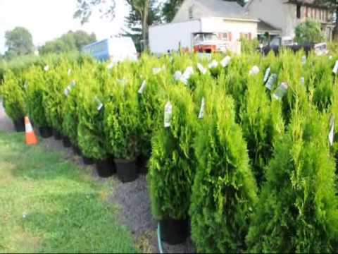 'Emerald Green' arborvitae trees  Spacing for Grower in Va