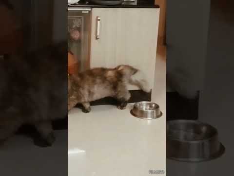 subbu bobby first meet💚