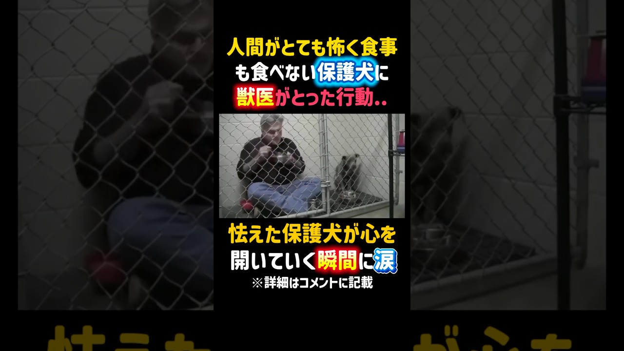 【世界が泣いた】人間がとても怖く食事も食べない保護犬に獣医がとった行動❗️怯えた保護犬が心を開いていく瞬間に涙😭