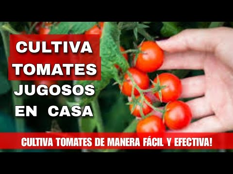 , title : 'Como Cultivar Tomates En Casa 🍅 - Cultiva Jugosos Tomates de manera Fácil y Efectiva ✅'