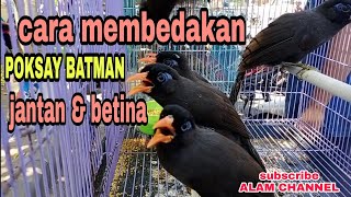 Download lagu Cara membedakan poksay batman  jantan dan betina#poksay rembo#poksay hitam# mp3