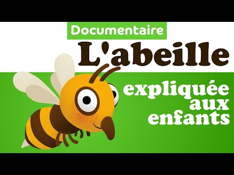 Why is the bee making honey? documentary animal for children