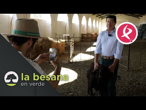 , title : 'La oveja merina extremeña llega a TikTok | La besana en verde'