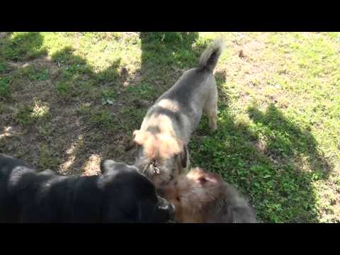 ÚSTÍ N. L.: Výtěžek Útulekfestu + nabídka psů