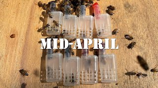 Mid-April | #colesfarmnc #jacksonvillenc #beekeeping