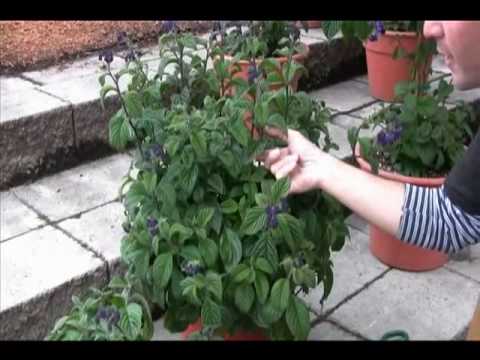 download lagu mp3 mp4 Fragrant Annuals, download lagu Fragrant Annuals gratis, unduh video klip Fragrant Annuals