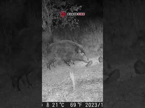 🐗 🇵🇹 #javali  #animais  #portugal  #hog  #wildhogs  #sanglier  #jabali   #wildboar
