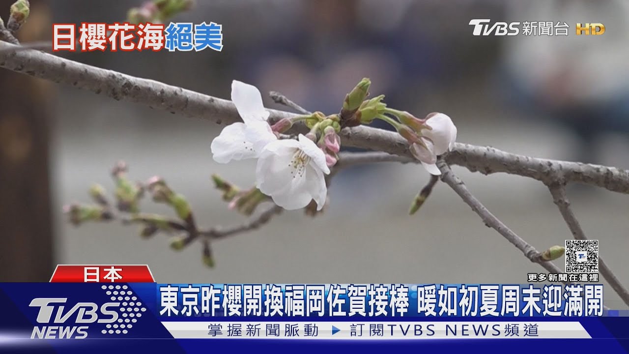 東京昨櫻開換福岡佐賀接棒 暖如初夏周末迎滿開