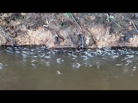 2 HARI MANCING IKAN TOMAN IKAN HAMPALA DAN IKAN LAIS