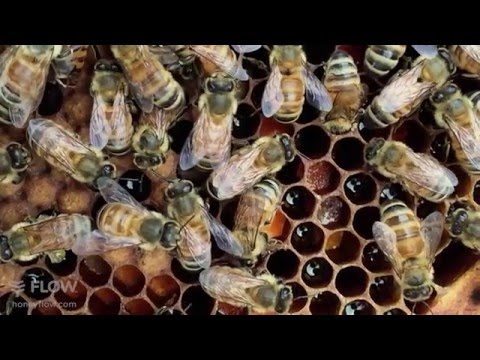 , title : 'Beginner Beekeeping Ep 7 - Honey Flow and Seasons'
