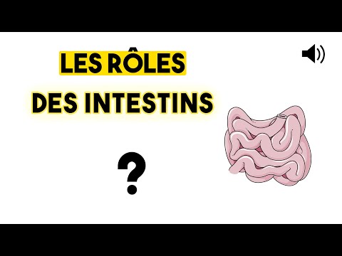 LES INTESTINS - Anatomie et physiologie