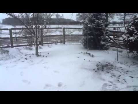 Redpolls feeding on Niger feeders