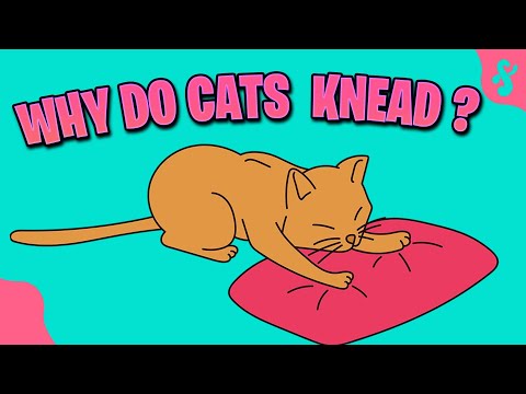 Why do Cats Knead Their Owners? | Furry Feline Facts