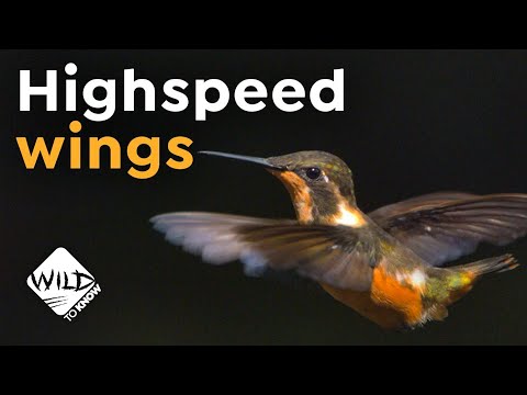 Hummingbirds in Slow-Motion | High-Speed Wings | Wild to Know