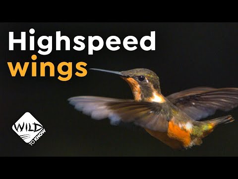image-What is the fastest recorded speed of a hummingbird?