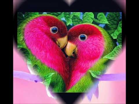 Duplo Eterno - Tim e Vanessa
