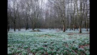 Download lagu 車内カラオケ L'Arc〜en〜Ciel「snow drop」／Karaoke in the car ”L'Arc〜en〜Ciel「snow drop」” mp3