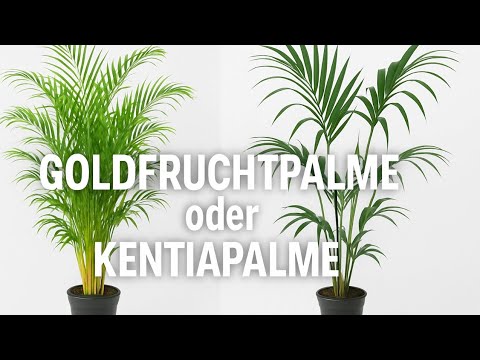 Goldfruit palm or Kentia palm? Which location?
