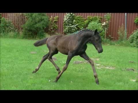 SF2017 Scuderia Stedinger