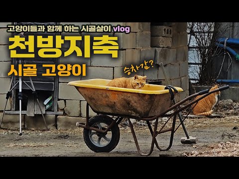 천방지축 시골고양이