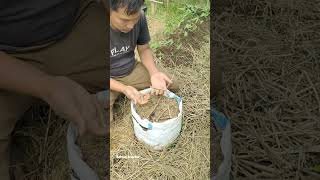 Download lagu T0long jangan bilang ubi nya tidak muat dikarung yahIni hanya di panen daunnya saja 🥰🥰 #garden mp3