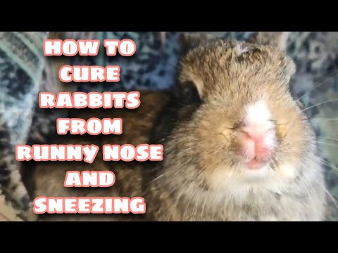 , title : 'How to Cure Rabbit from Runny Nose and Sneezing-Rabbit Farming Facts and Care'