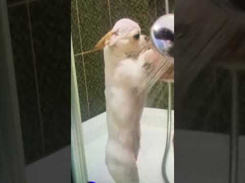 Dog Shower🐕 Cute 🥰 ‏كلب ‏بيغسل