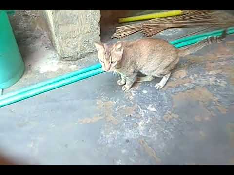 SHYAM CUTE CATS(3)