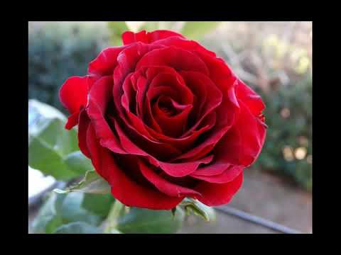 ATOSI TOMAKE VALOBASHI %23 AYUB BACCHU