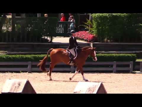 Influential, Conformation Hunters at 2018 WEF