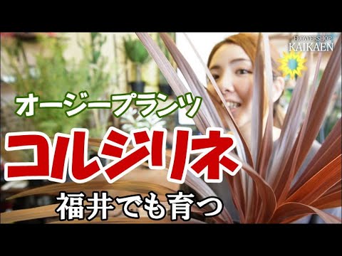 アイルランドの柱状ジュニパー 植物