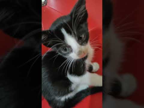 #cat #viralvideo #reel #shortvideo #youtubeshorts #tranding #update #foryou #nazmul #